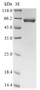Recombinant Bacillus subtilis Uric acid degradation bifunctional protein PucL(pucL)