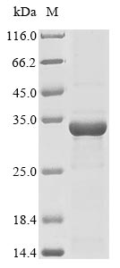 Recombinant Bacillus thuringiensis subsp. Kurstaki Pesticidal crystal protein cry1Ia(cry1Ia),partial