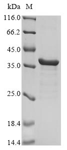 Recombinant Bacillus thuringiensis subsp. kurstaki N-acyl homoserine lactonase AiiA(aiiA)