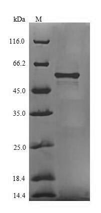Recombinant Bacteroides fragilis Chaperone protein htpG(htpG),partial
