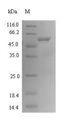 Recombinant Bacteroides fragilis Fragilysin(btfP)