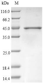 Recombinant Betula pendula Calcium-binding allergen Bet v 3(BETVIII)