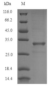 Recombinant Blomia tropicalis Mite allergen Blo t 5(BLOT5)