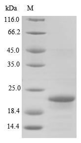 Recombinant Bordetella bronchiseptica Azurin (BB3856)