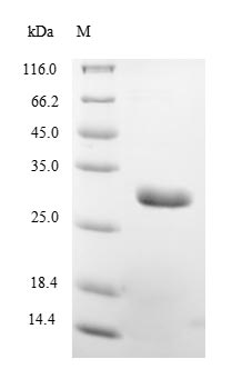 Recombinant Borrelia burgdorferi Outer surface protein A(ospA)