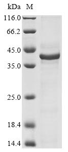 Recombinant Bovine Alpha-S2-casein(CSN1S2)