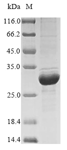 Recombinant Bovine Beta-casein(CSN2)