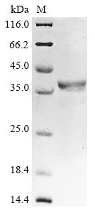 Recombinant Bovine Bone morphogenetic protein 4(BMP4)