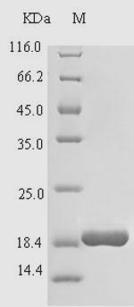 Recombinant Bovine Cathelicidin-4(CATHL4)