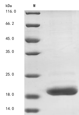 Recombinant Bovine Cathelicidin-6(CATHL6)