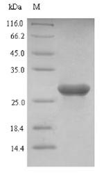 Recombinant Bovine Galectin-1(LGALS1)