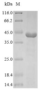 Recombinant Bovine Guanine nucleotide-binding protein G(t) subunit alpha-2(GNAT2)