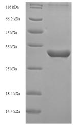 Recombinant Bovine Inhibin alpha chain(INHA)