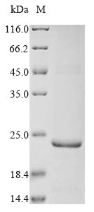 Recombinant Bovine Inter-alpha-trypsin inhibitor heavy chain H2(ITIH2)