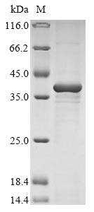 Recombinant Bovine Nucleotide-binding oligomerization domain-containing protein 2(NOD2),partial