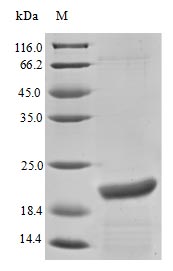 Recombinant Bovine Pregnancy-associated protein bPAP