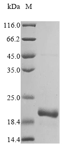 Recombinant Bovine Ubiquitin-like protein ISG15(ISG15)