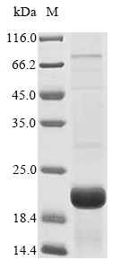 Recombinant Bubalus bubalis Lingual antimicrobial peptide