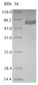 Recombinant Buchnera aphidicola subsp. Schizaphis graminum Porin-like protein BUsg_347(BUsg_347)