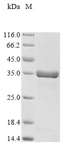 Recombinant Campylobacter fetus S-layer protein(sapA),partial