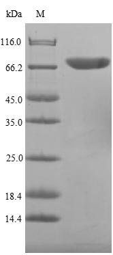 Recombinant Campylobacter jejuni Flagellin A(flaA),partial