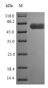 Recombinant Campylobacter jejuni Flagellin B(flaB)