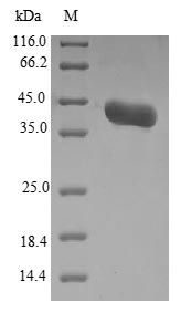 Recombinant Candida albicans Agglutinin-like protein 3(ALS3),partial