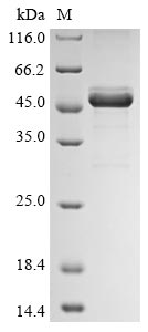 Recombinant Candida albicans Candidapepsin-2(SAP2)