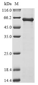 Recombinant Canine parvovirus type 2 Capsid protein VP2,partial