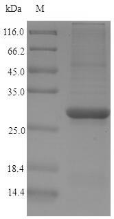 Recombinant Carica papaya Papain