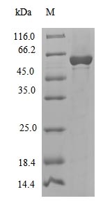 Recombinant Cenarchaeum symbiosum DNA polymerase II large subunit(polC),partial