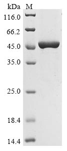 Recombinant Chicken Heat shock 70 kDa protein,partial