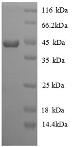 Recombinant Chicken Interferon gamma(IFNG)