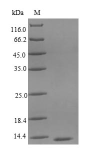 Recombinant Chicken Interleukin-8(CXCL8),partial