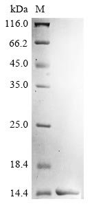 Recombinant Chicken Lysozyme C(LYZ)(E53A)