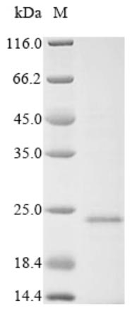Recombinant Chicken anemia virus Apoptin (VP3)