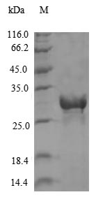 Recombinant Chikungunya virus Non-structural protein 4(nsP4),partial