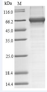 Recombinant Chironex fleckeri Toxin CfTX-1
