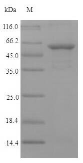 Recombinant Chlamydia trachomatis serovar L2 Major outer membrane porin(ompA)