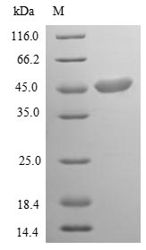 Recombinant Chlamydophila psittaci Major outer membrane porin(ompA)