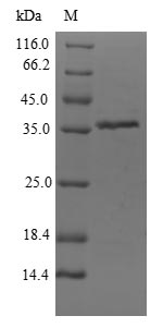 Recombinant Citrobacter freundii Dihydroxyacetone kinase(dhaK),partial