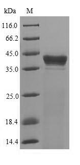 Recombinant Clostridium botulinum ATP-dependent Clp protease proteolytic subunit(clpP)