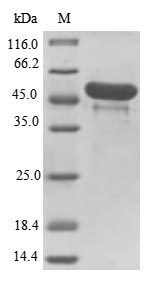 Recombinant Clostridium botulinum C phage Main hemagglutinin component type C(HA-33)