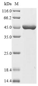 Recombinant Clostridium kluyveri NAD-dependent 4-hydroxybutyrate dehydrogenase(4hbD)