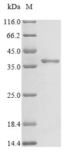 Recombinant Clostridium perfringens Microbial collagenase(colA),partial