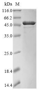 Recombinant Clostridium perfringens Phospholipase C(plc)