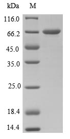 Recombinant Clostridium tetani Tetanus toxin(tetX),partial