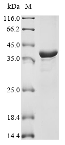 Recombinant Colletotrichum capsici Cutinase(CUTA)