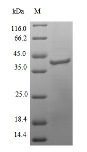 Recombinant Colwellia psychrerythraea DNA polymerase IV(dinB)