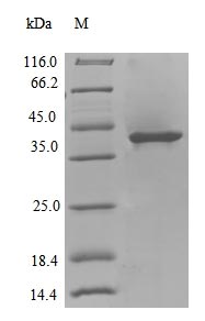 Recombinant Colwellia psychrerythraea DNA polymerase IV(dinB)